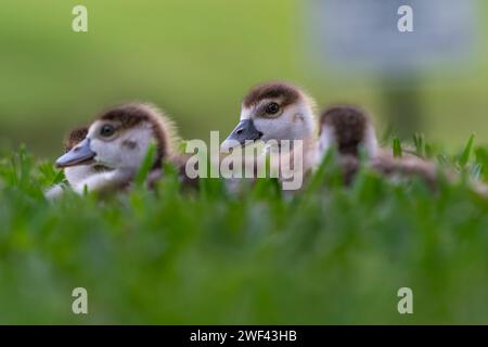 Eine Schar Gänse, die auf einer grünen Wiese ruhen. Stockfoto