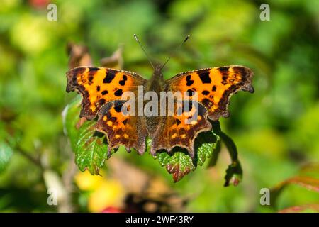 Ein farbenfroher Komma-Schmetterling (Polygonia c-Album), der sich in der Sonne auf einem Brombeerblatt sonnt. Stockfoto