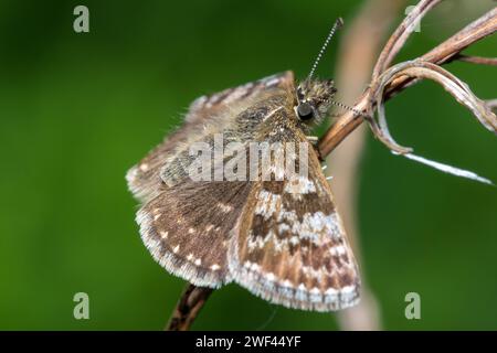 Ein schmuddeliger Skipper-Schmetterling (Erynnis Tages), der auf einem Zweig mit ausgestreckten Flügeln ruht. Aufgenommen in der Nähe von Haswell, County Durham, Großbritannien. Stockfoto