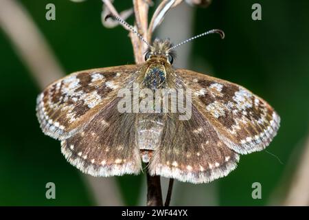 Ein schmuddeliger Skipper-Schmetterling (Erynnis Tages), der auf einem Zweig mit ausgestreckten Flügeln ruht. Aufgenommen in der Nähe von Haswell, County Durham, Großbritannien. Stockfoto