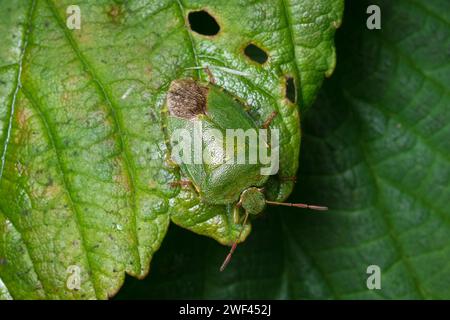 Ein hervorragend getarnter Grüner Schildkäfer (Palomena prasina), der in der Vegetation lauert. Fotografiert in Hawthorn, County Durham, Großbritannien Stockfoto