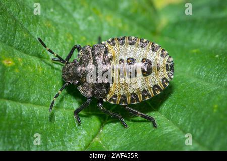 Wunderschön gemusterte Nymphe des Waldkäfers (Pentatoma rufipes), die auf einem Blatt ruht. Fotografiert in der Nähe von Haswell, County Durham, Großbritannien Stockfoto