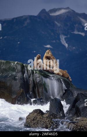 Die vom Aussterben bedrohten Steller Seelöwen, Eumetopias jubatus, sonnen sich entlang der Küste des Katmai-Nationalparks auf der Alaska-Halbinsel Stockfoto