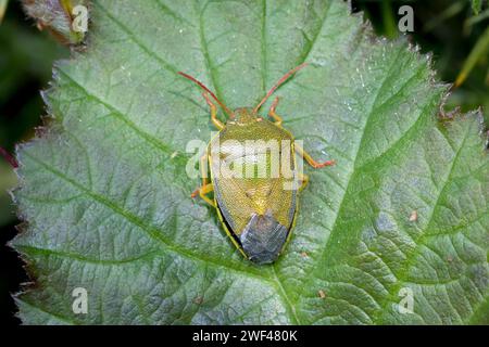 Ein wunderschön gefärbter Ginster-Schildkäfer (Piezodorus lituratus) verschmilzt fragwürdig zu einem Blatt. Tunstall, Sunderland, Großbritannien Stockfoto