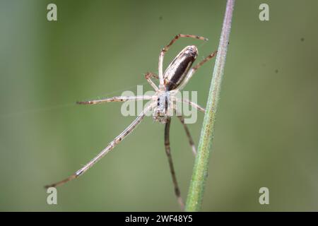 Eine Spinne (möglicherweise eine Langkiefer-Orbweaver, Tetragnatha sp), die entlang eines Grashalms patrouilliert. Fotografiert in Tunstall Hills, Sunderland, Großbritannien Stockfoto