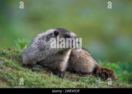 Murmeltier, Marmota caligata, Exit Glacier, Kenai Fjords National Park, südzentrales Alaska Stockfoto