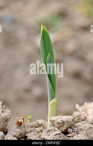 Nahaufnahme der Reifen grünen Knoblauchpflanze, die auf dem Bauernhof wächst, mit braunem Boden weichem Fokus, natürlichem braunem Hintergrund. Stockfoto