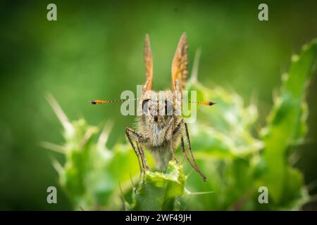 Ein neugierig aussehender großer Skipper-Schmetterling (Ochlodes sylvanus), der von seinem Barsch auf einem Distelblatt aus auf die Kamera blickt. Thornley in der Nähe von Gateshead, Großbritannien Stockfoto