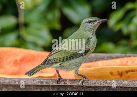 Der grüne Honigkriecher (Chlorophan spiza) ist ein kleiner Passeiser Stockfoto