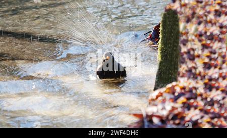 Moorhen badet im Teich Stockfoto