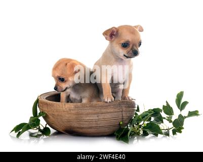 Wenig chihuahuas vor weißem Hintergrund Stockfoto