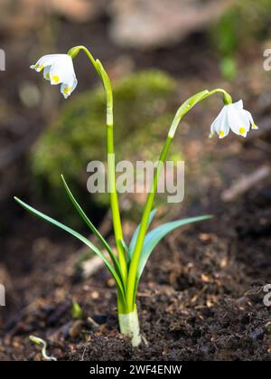 Frühlingsschneeflockenblumen in lateinischer Leucojum vernum Stockfoto