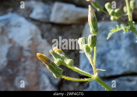 Blüte beginnt zu blühen, Hawkweed Oxtongue, Picris hieracioides im Frühling Stockfoto