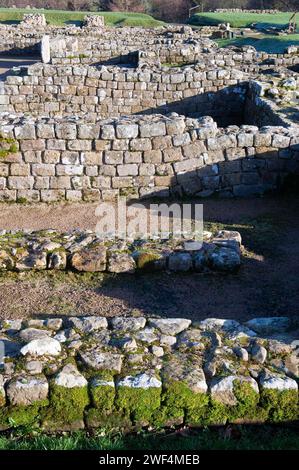 Ausgrabungen an Mauern und Gebäuden im römischen Hilfsfort Vindolanda an der Hadrians Wall, Großbritannien Stockfoto