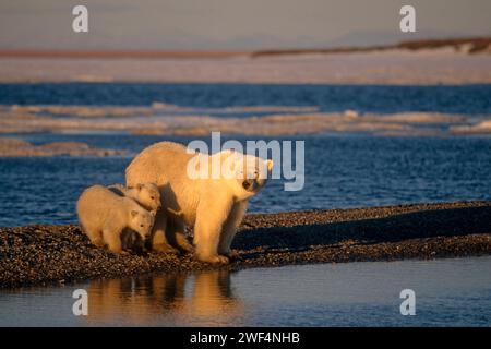 Eisbär, Ursus maritimus, sät mit Jungen entlang der arktischen Küste, 1002 Gebiet des Arctic National Wildlife Refuge, Alaska Stockfoto