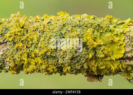 Nahaufnahme von Xanthoria parientina Flechten, wächst auf Strauchzweig, Norfolk, Vereinigtes Königreich Stockfoto