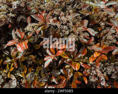 Blühende Geißblatt mit roten Blättern Stockfoto