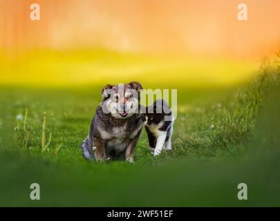 Tierpaar Katze und Hund sitzen zusammen auf einer sonnigen grünen Wiese Stockfoto