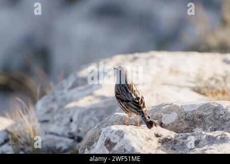 Alpine accentor, Prunella collaris, auf dem Felsen von Alt de les Pedreres de Alcoi, mit seinem Gefieder und dem Rücken zur Kamera, Spanien Stockfoto