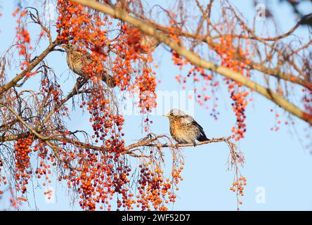 Berlin, Deutschland. Januar 2024. 19.01.2024, Berlin. Feldfaren (Turdus pilaris) sitzen an einem sonnigen Januartag in einem Baum in einem Park zwischen roten Beeren. Die Socken sind häufige Winterbesucher in der Hauptstadt und kommen in der Regel in Herden von bis zu 250 Vögeln vor. Sie werden jedoch oft übersehen, weil sie sich in höhere Baumkronen zurückziehen, wenn Menschen zu nahe kommen. Kredit: Wolfram Steinberg/dpa Kredit: Wolfram Steinberg/dpa/Alamy Live News Stockfoto