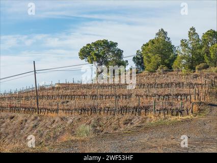 Die bergigen Weinberge der Region Priorat in Spanien im Winter, wenn es kein Laub auf den Reben gibt Stockfoto