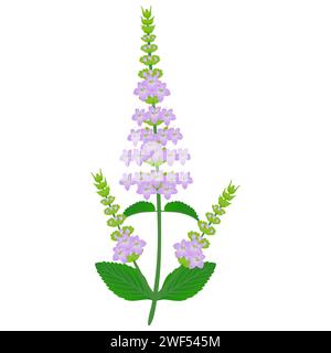 Minzzweig mit Blumen auf weißem Hintergrund. Stock Vektor