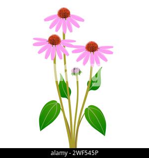 Strauß von Echinacea purpurea auf weißem Hintergrund. Stock Vektor