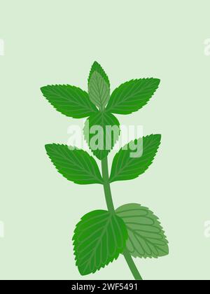 Frische Pfefferminzblätter auf trendigem grünem Hintergrund. Stock Vektor