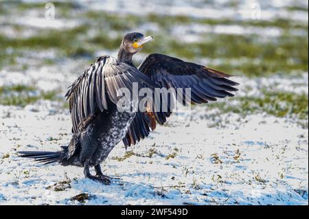 Nahaufnahme Porträt eines aufmerksamen rückblickenden Kormoranen, Phalacrocorax Carbo, mit verlängertem Hals und wachsamem Blick auf einer schneebedeckten Wiese mit gefalteten Flügeln Stockfoto