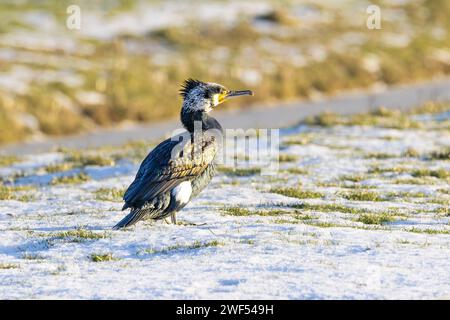 Nahporträt eines aufmerksamen männlichen Kormorans, Phalacrocorax carbo, mit beginnendem Paarungsgefieder mit weißen Nackenfedern auf A Stockfoto