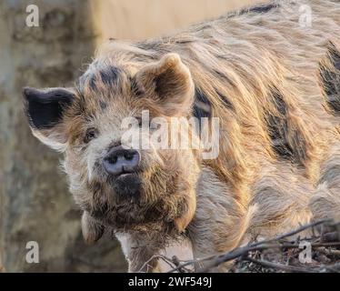 Porträt einer Kune Kune, Sus scrofa domesticus, mit cremefarbenem langhaarigem Fell Stockfoto