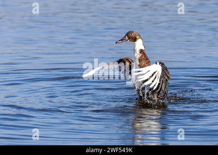 Nahaufnahme einer weiblichen Mongrel-Muscovy-Ente, Cairina moschata, Kreuzung zwischen Mallard, Anas platyrhynchos und Muscovy-Ente, die im Wasser plätschert Stockfoto