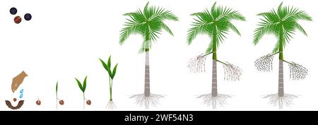 Wachstumszyklus der Acai-Palme auf weißem Hintergrund. Stock Vektor