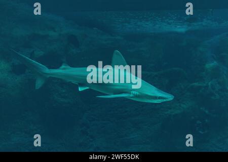 Silberspitzenhai schwimmen im Tiefseeaquarium. Stockfoto