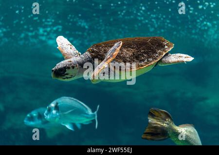 Blick auf Meeresschildkröten, die im Meeresaquarium schwimmen. Stockfoto