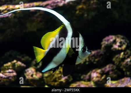 Nahaufnahme des Wimpantenkorallfisches oder Heniochus acuminatus im Aquarium. Stockfoto