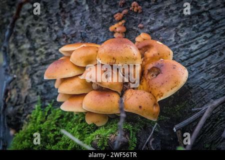 Eine schöne Ernte Samtpilze (Flammulina velutipes), die aus einem alten Baumstamm platzen. Stockfoto