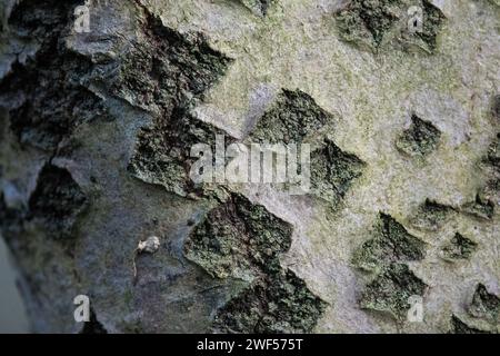 Closeup of the diamond-patterned texture of white poplar tree bark Stockfoto