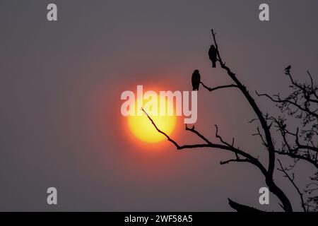 Srinagar, Indien. Januar 2024. Vögel ruhen sich auf dem Baum aus, während die Sonne nach einem kalten Wintertag in Srinagar, der Sommerhauptstadt von Jammu und Kaschmir, untergeht. (Foto: Saqib Majeed/SOPA Images/SIPA USA) Credit: SIPA USA/Alamy Live News Stockfoto