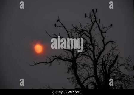 Srinagar, Indien. Januar 2024. Vögel ruhen sich auf dem Baum aus, während die Sonne nach einem kalten Wintertag in Srinagar, der Sommerhauptstadt von Jammu und Kaschmir, untergeht. (Foto: Saqib Majeed/SOPA Images/SIPA USA) Credit: SIPA USA/Alamy Live News Stockfoto