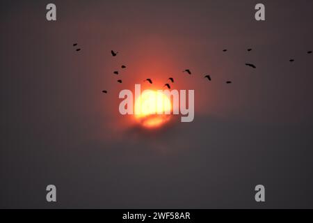 Srinagar, Indien. Januar 2024. Vögel fliegen, wenn die Sonne nach einem kalten Wintertag in Srinagar untergeht, der Sommerhauptstadt von Jammu und Kaschmir. (Foto: Saqib Majeed/SOPA Images/SIPA USA) Credit: SIPA USA/Alamy Live News Stockfoto