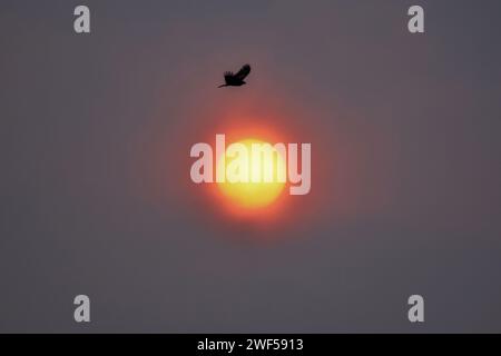 Srinagar, Kaschmir, Indien. Januar 2024. Ein Vogel fliegt, wenn die Sonne nach einem kalten Wintertag in Srinagar untergeht, der Sommerhauptstadt von Jammu und Kaschmir. (Credit Image: © Saqib Majeed/SOPA Images via ZUMA Press Wire) NUR REDAKTIONELLE VERWENDUNG! Nicht für kommerzielle ZWECKE! Stockfoto