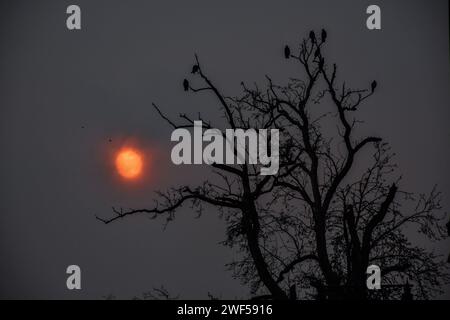 Srinagar, Kaschmir, Indien. Januar 2024. Vögel ruhen sich auf dem Baum aus, während die Sonne nach einem kalten Wintertag in Srinagar, der Sommerhauptstadt von Jammu und Kaschmir, untergeht. (Credit Image: © Saqib Majeed/SOPA Images via ZUMA Press Wire) NUR REDAKTIONELLE VERWENDUNG! Nicht für kommerzielle ZWECKE! Stockfoto