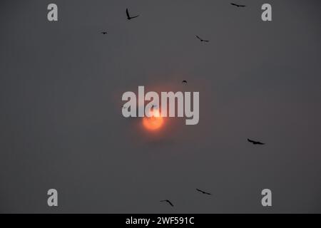 Srinagar, Kaschmir, Indien. Januar 2024. Vögel fliegen, wenn die Sonne nach einem kalten Wintertag in Srinagar untergeht, der Sommerhauptstadt von Jammu und Kaschmir. (Credit Image: © Saqib Majeed/SOPA Images via ZUMA Press Wire) NUR REDAKTIONELLE VERWENDUNG! Nicht für kommerzielle ZWECKE! Stockfoto