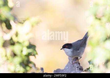 Typischer mediterraner Vogel, sardischer Segel, Curruca melanocephala. Stockfoto