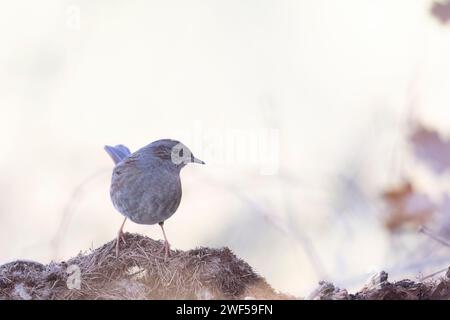 Der Dunnock (Prunella modularis) ist eine kleine Passerine. Stockfoto