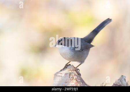 Typischer mediterraner Vogel, sardischer Segel, Curruca melanocephala. Stockfoto