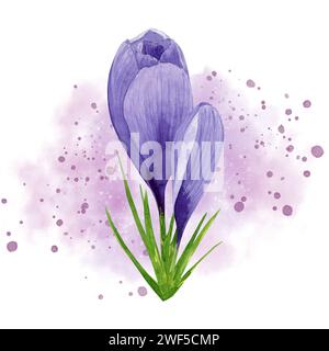 Frühlingsblume lila Krokus mit rosa Aquarell Spritzer Hintergrund. Handgemalte Aquarellblume. Designelement für Etikett, Paket, Stockfoto