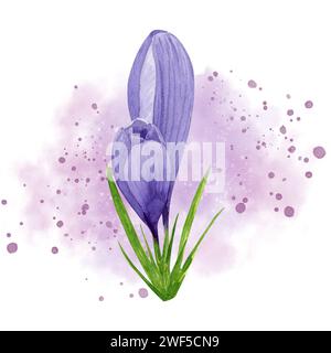 Frühlingsblume lila Krokus mit rosa Aquarell Spritzer Hintergrund. Handgemalte Aquarellblume. Designelement für Etikett, Paket, Stockfoto