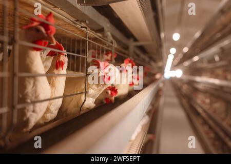Eierfabrik Betrieb Landwirtschaft Geflügelhaltung Hühnerfarm Stockfoto